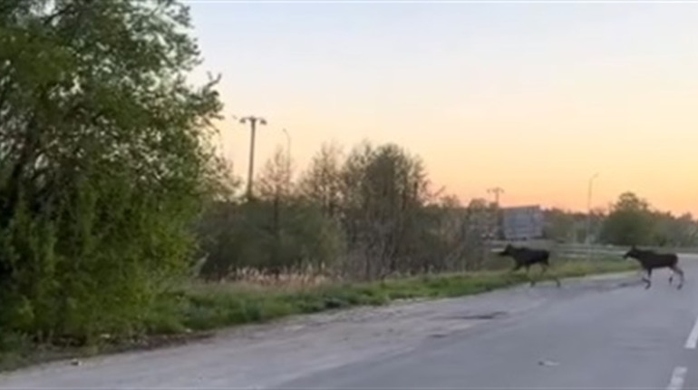 У Звягелі лосі вийшли на дорогу: тварини вийшли прямо на проїжджу частину