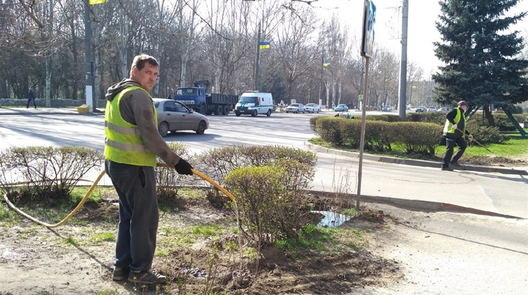 В Мелитополе обновляют живую изгородь из «родственницы» оливкового дерева
