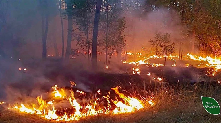 На Кіровоградщині біля 40 га лісу постраждало через російський обстріл: що відомо