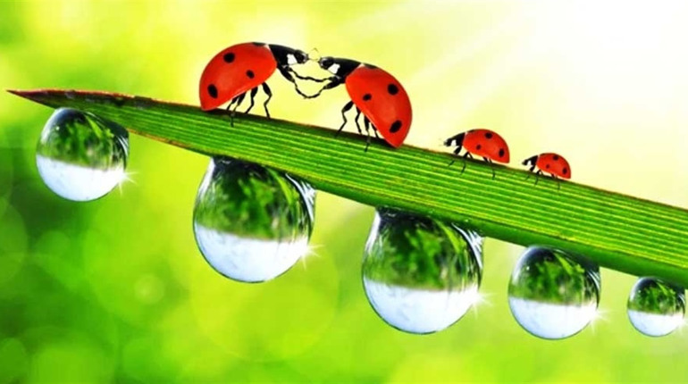 Найближчими днями в області трохи дощитиме: прогноз погоди