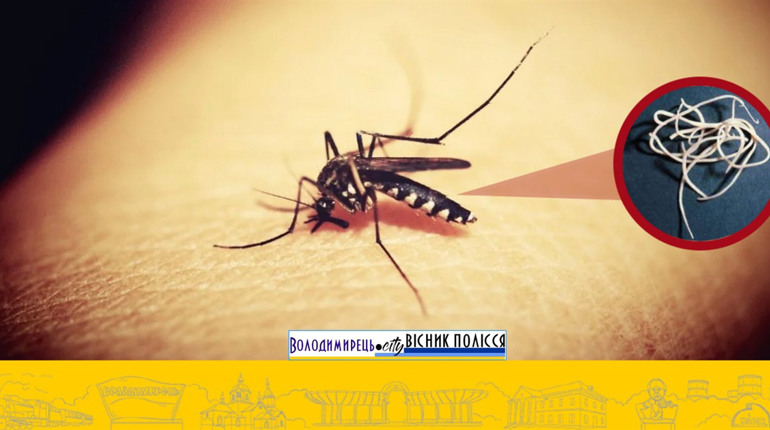 У Вараші зафіксовано випадок дирофіляріозу: у пацієнтки під шкірою виявили гельмінта довжиною 12 см