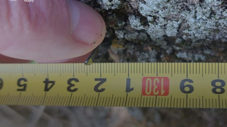 У Південноукраїнську порушник сплатив понад 21 тисячу гривень за незаконну вирубку 35 тополь