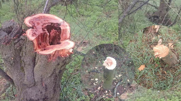 У Вигодянській громаді знову нищать посадки: біля одного з сіл вирубали молоді дерева