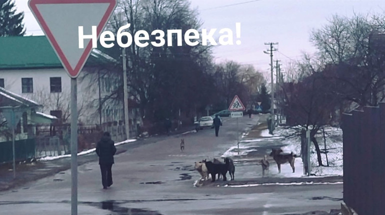 Псарня на дорогах або чи безпечні безприв’язні цуцики?