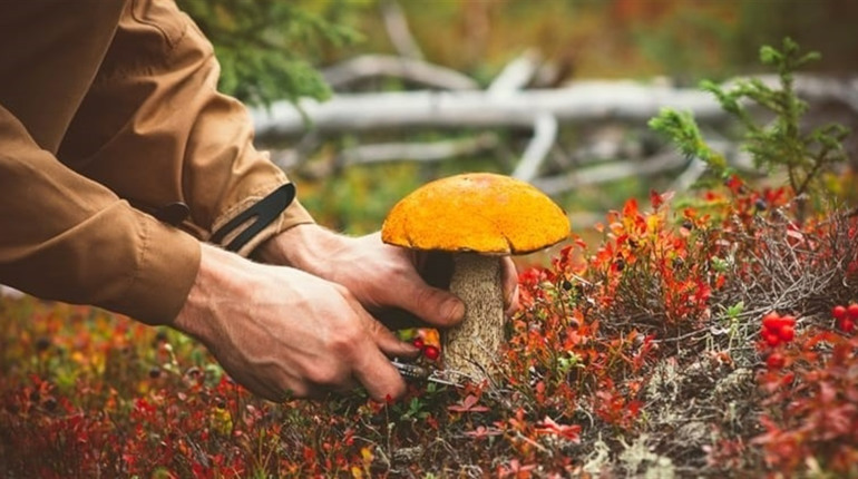 ⚠️ На Кіровоградщині — нові випадки отруєнь дикорослими грибами: медики закликають бути обережними