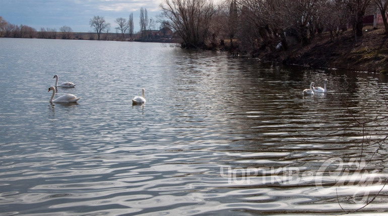 Як у Шманьківчиках на водоймі до весняного сонця благородні птиці крильми доторкалися