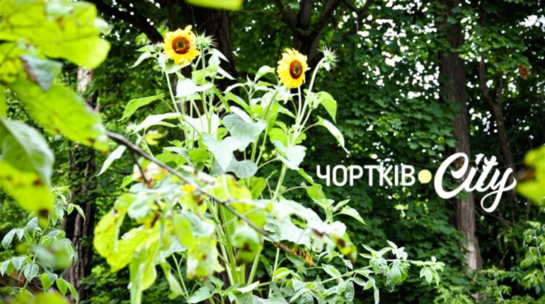 На одному з подвір’їв у Чорткові росте гігантський сонях