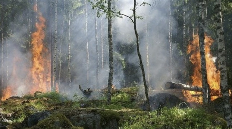 На Полтавщині розпочинається пожежонебезпечний період: відвідувати ліси заборонено