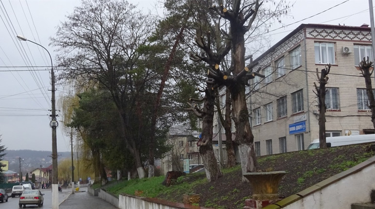 Небезпечні дерева. Де у Городоцькій громаді планують зрізати зелені насадження