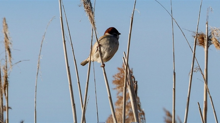 Радіаційний стан навколо Хмельницької АЕС за минулий тиждень