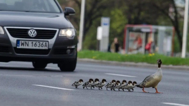 19 березня: Міжнародний тиждень ввічливості на дорозі та інші дати, свята, події, народні прикмети