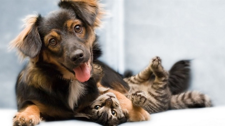 Якісні зоотовари для домашніх улюбленців: топові рекомендації від BestPet