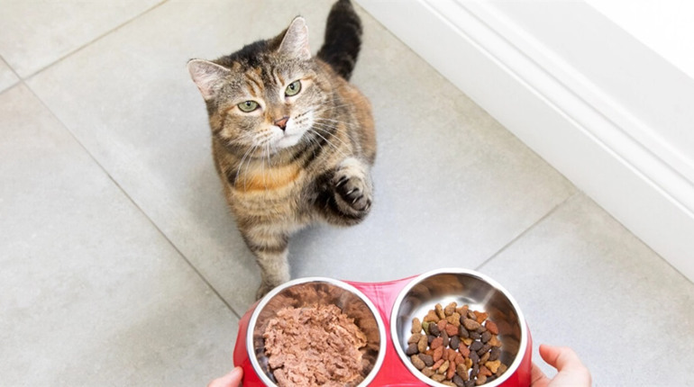 Як часто та яким кормом годувати домашнього дорослого кота