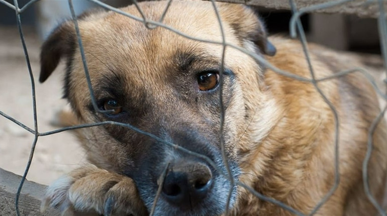 Жорстоке поводження з тваринами: яка відповідальність передбачена законом