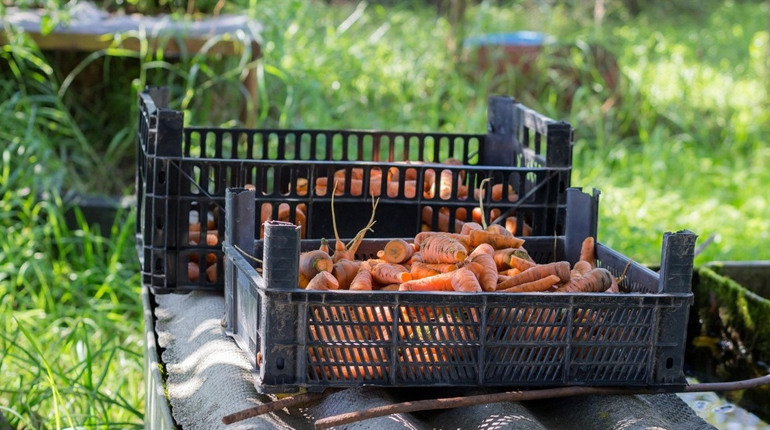 Як отримати цільову фінансову підтримку від проєкту «Урожайний шлях». Усе починається із заявки