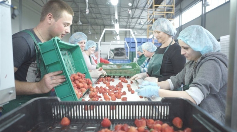 Відбувся аукціон та підписаний договір. У Біляївці може з'явитися ягідно-плодовий кластер