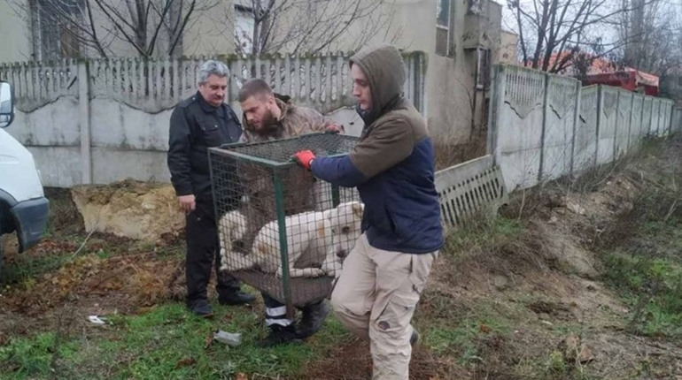 Стерилізованих безпритульних собак у Біляївці стає більше: є прохання приютити Алабая