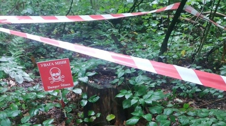 Сезон грибів та ягід: чому відвідування лісів на Шосткинщині несе небезпеку