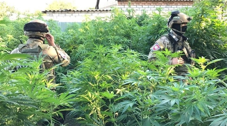 У трьох сватівчан вилучили елітні кущі марихуани, їх вартість оцінили у 300 тисяч гривень