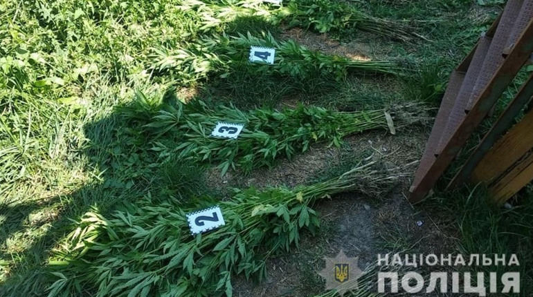 Поліцейські викрили жителя Лужан, який займався незаконним вирощуванням конопель
