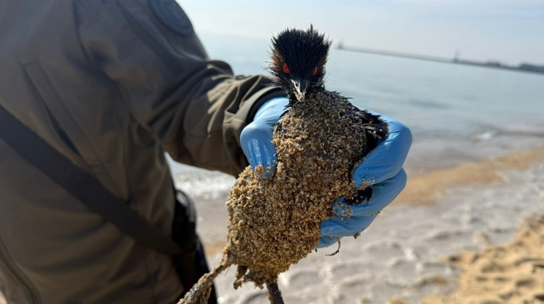 Біля Чорноморська зафіксували забруднення моря олією: інспектори рятували птаха