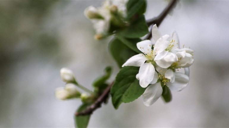 Від +12°C до +18°C: детальний прогноз погоди у Південноукраїнську з 13 по 19 квітня