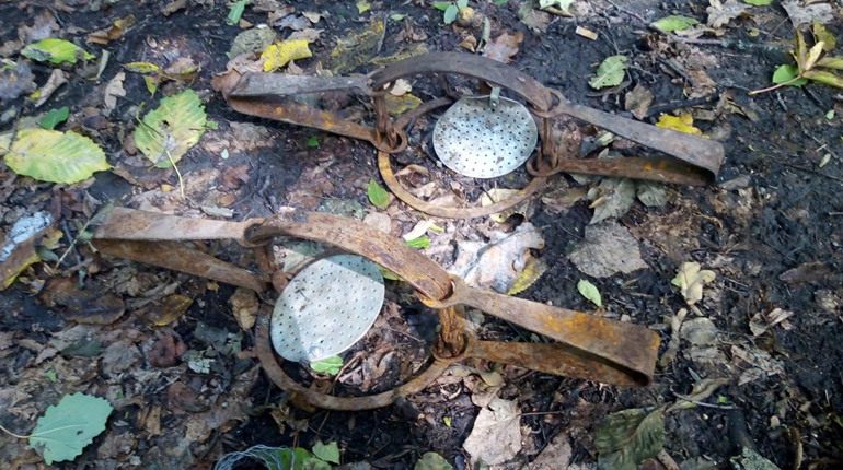 Війна не спише: на Уманщині лісівники полюють на браконьєрів