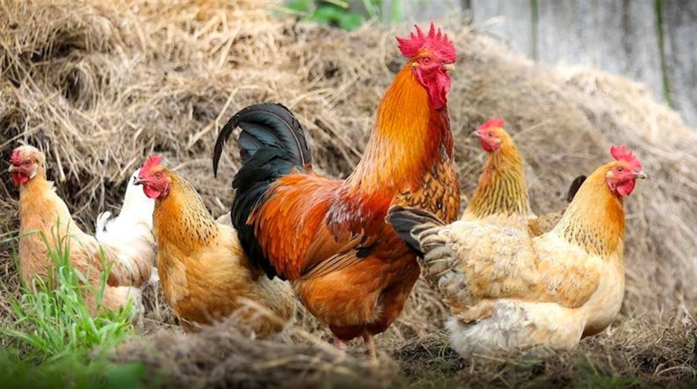 Нова гра Little Farm - безліч бонусів та джекпоти від курочки