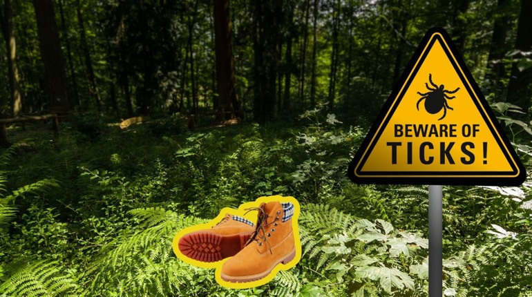 Як захиститися від кліщів: практичні поради, що робити, і чого не робити під час відпочинку