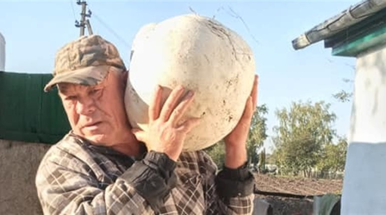 Дощовики-велетні виросли у горбанівському саду. Рецепт смачних грибів від місцевої господині