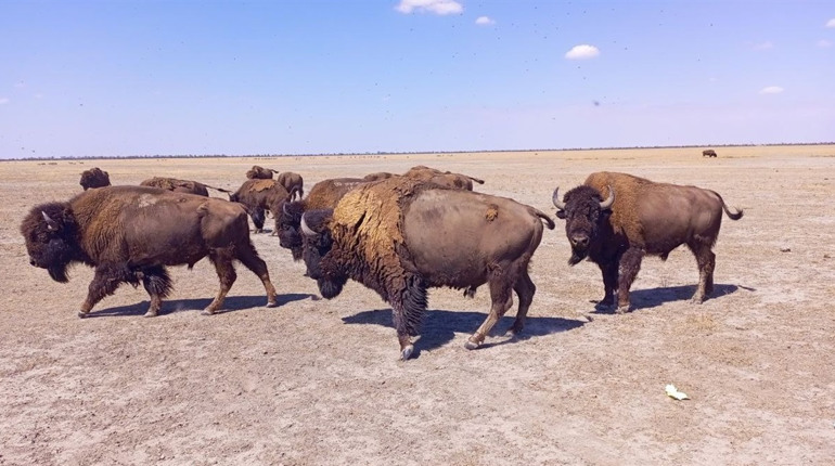 Окупанти знищують Кінбурнську косу та заповідник «Асканія-Нова»