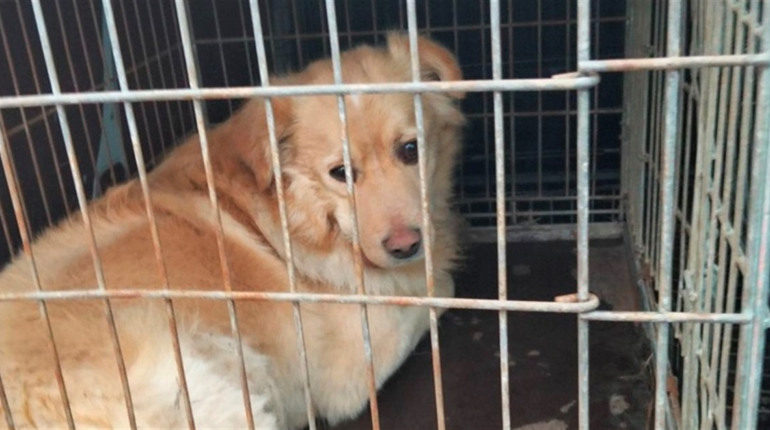 Безпритульні тварини: на Звягельщині стерилізували та вакцинували собак