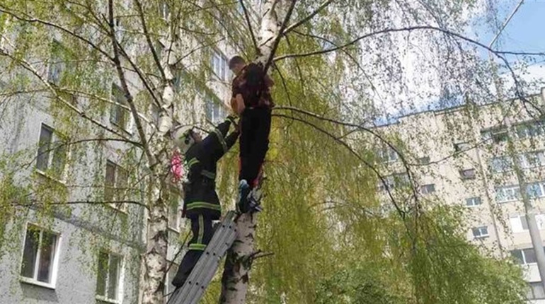 Поліз по кота: у Нетішині надзвичайники зняли з дерева 14-річного юнака