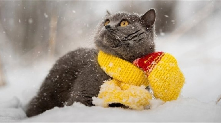 На Золотоніщині поволі знижується температура, що наближає нас до кліматичних строків приходу зими