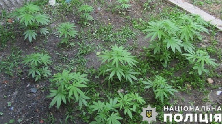 Еще одну плантацию конопли нашли в Мелитополе
