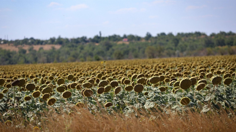 На Херсонщині за 3 тижні випало 70 мм опадів, такої ситуації з вологою не було 10 років