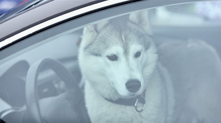 Яка відповідальність передбачена законом за жорстоке поводження з тваринами