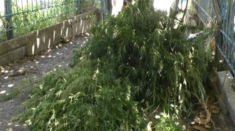 У 70-річного жителя Бериславського району поліцейські вилучили 173 кущі конопель