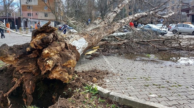Дерево впало на жінку: які наслідки негоди на Одещині, Біляївці та районі