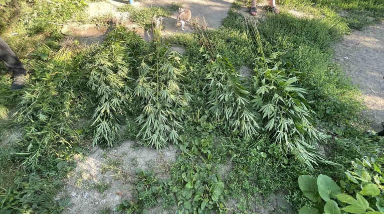 В Смілі жінка вирощувала на городі коноплю: що їй загрожує