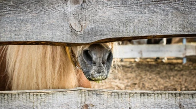У селі Усатове поліція розслідує жорстоке поводження з конем: що кажуть жителі
