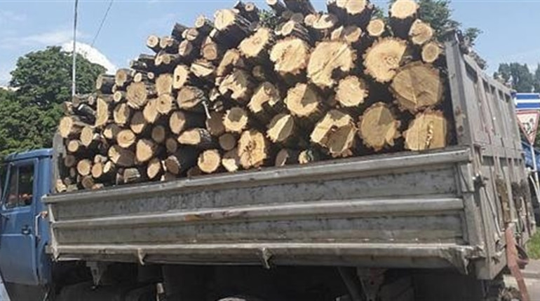 «Купуйте дрова влітку». Чому городоцькі лісники рекомендують завчасно подбати про запас дров