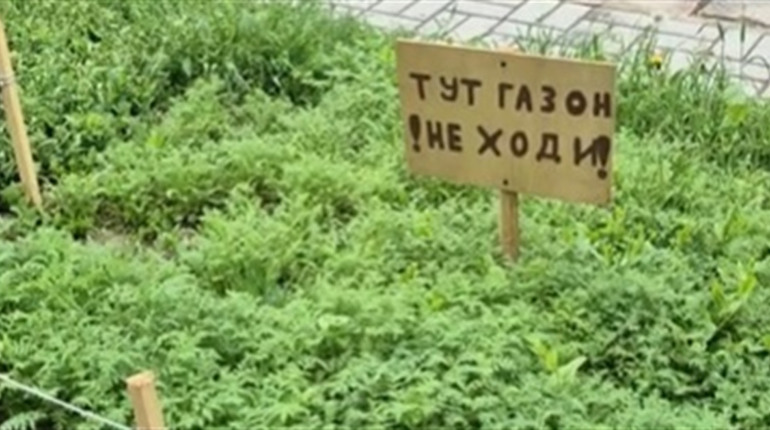 Трава проти спеки: досвід миколаївських школярів, який може знадобитися Первомайську