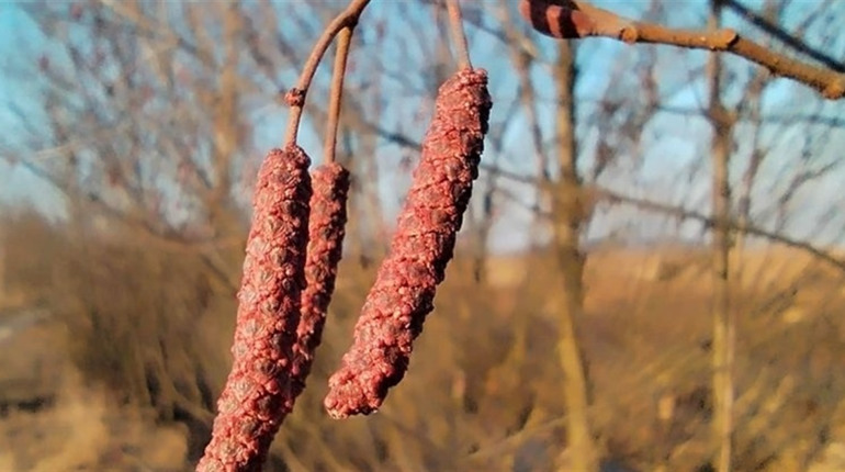 Прогноз погоди у найближчі дні