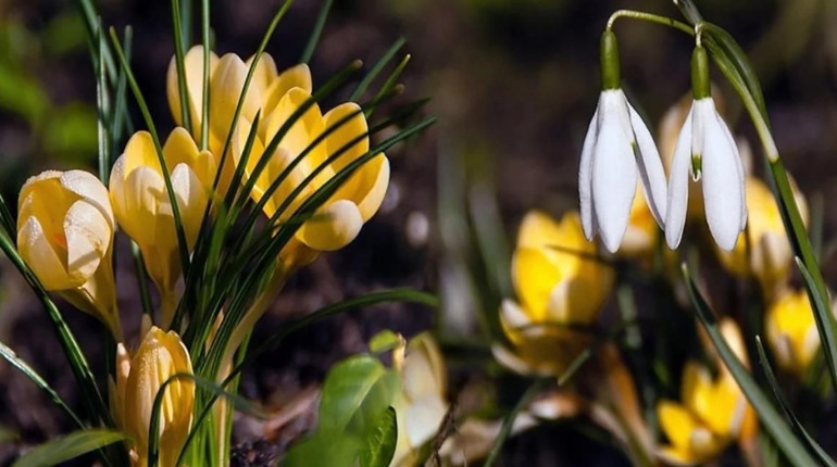 На початку наступного тижня на Сумщині очікуємо нічних заморозків до -3: прогноз погоди