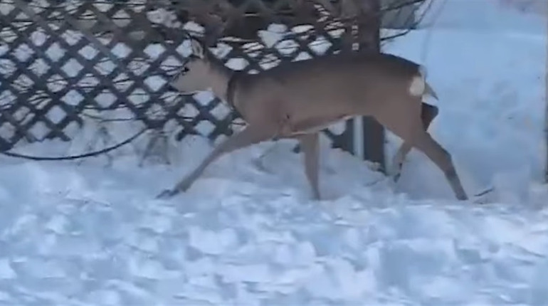 Історія про врятоване життя: люди виходили косулю, яку на Глухівщині збила машина