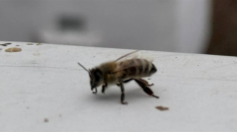 Якщо отруїли бджіл: до кого звертатись пасічникам? У Первомайську оновлять склад профільної комісії