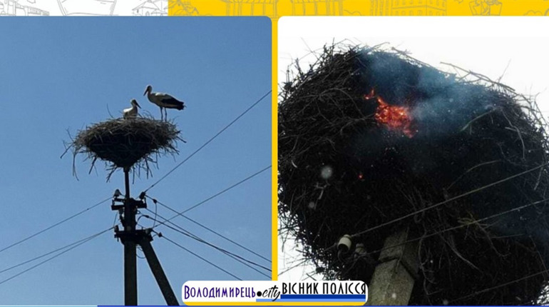 У Полицях згоріло лелече гніздо. Що відомо?