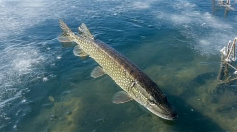 Щука під охороною: на Рівненщині заборонили ловити рибу