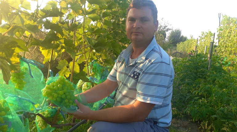Василь Чугай має сімдесят сортів елітного винограду і врожай на тридцяти кущах. Це його хобі